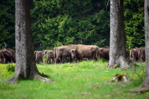 European Bison Project Seeks A Return To The Wild