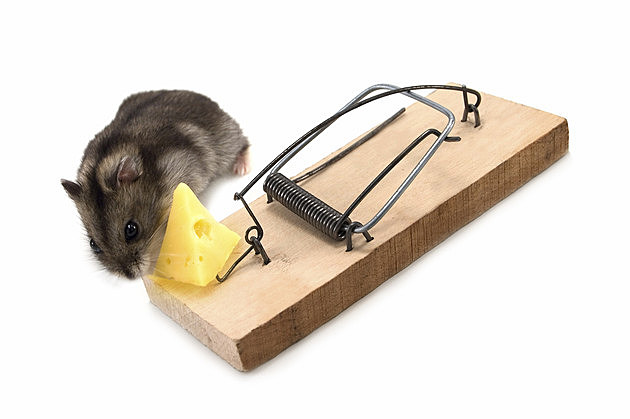 mouse