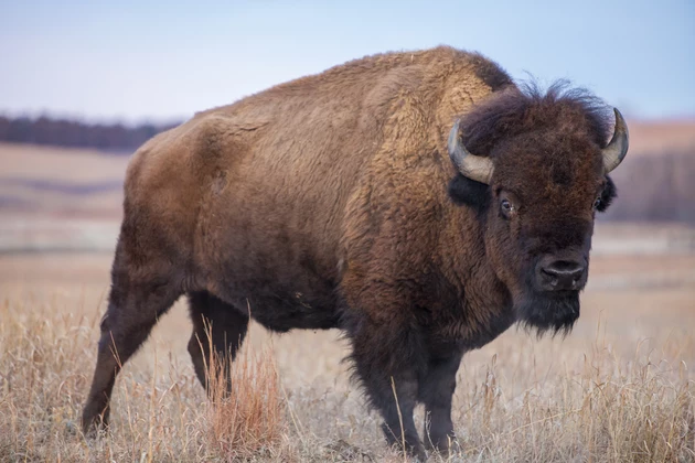 American Bison, Kansas prairie