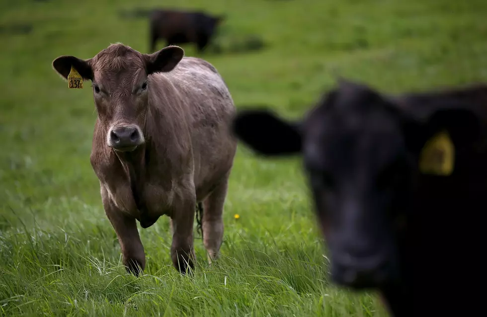 New Proposed Chinese Tariffs Hit Two Major Montana Commodities