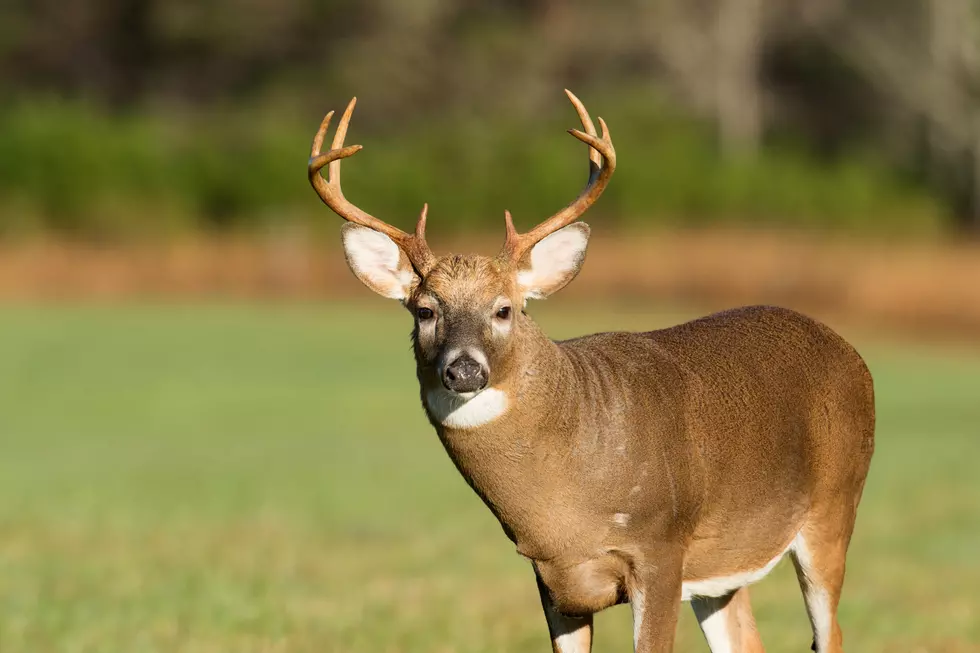 Montana FWP Offers $1,000 Reward For Deer Poacher